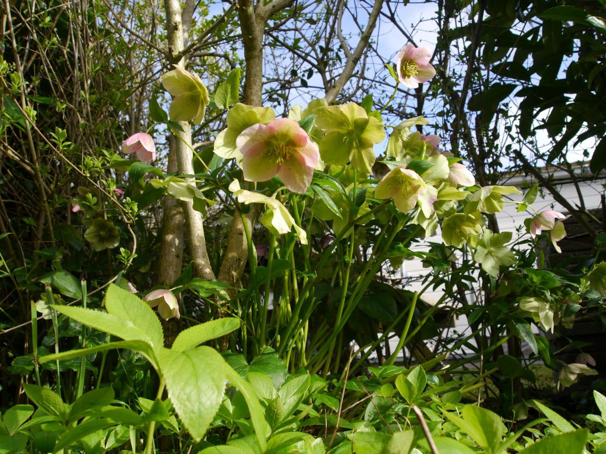 Villa Vrije Vogels à Warmenhuizen Extérieur photo